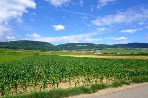 Alsace Wineries 
